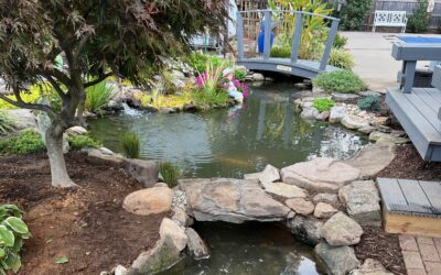 Ponds By George – Your Local Water Garden Experts: Serving Southampton, Bucks County, and Beyond