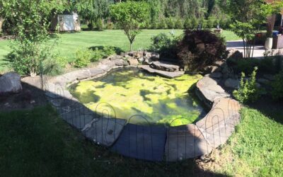 Essential Regular Pond Maintenance for Bucks County, PA Water Gardens