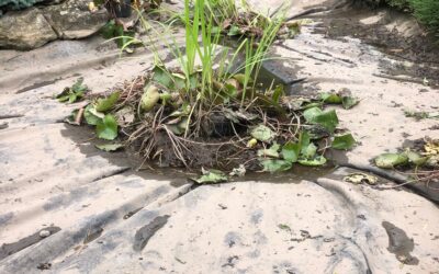 Pond Leak Detection: How to Tell If Your Water Feature is Leaking