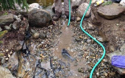 How Often to Schedule a Full Pond Cleanout for Optimal Health