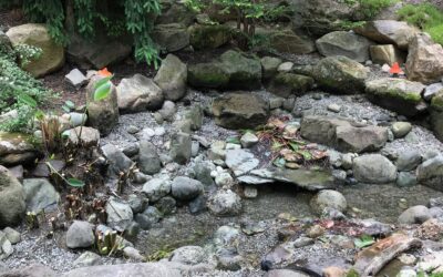 The Essential Benefits of Professional Pond Maintenance Services in Bucks County, PA