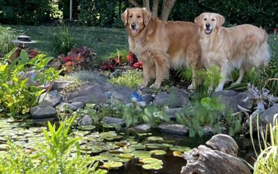 How Long Will It Take to Install Your Dream Water Feature?